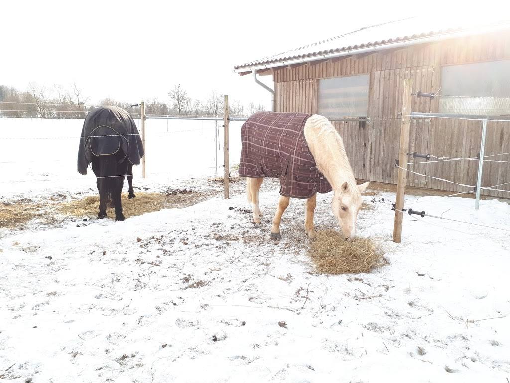 Reiterhof Katharina Johnson Pferd Winter